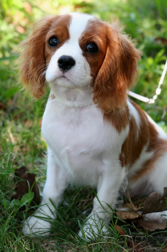 L’éducation du cavalier king charles expliquée pour vous !